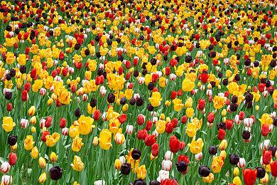 顽皮狗声明介绍TLOU多人现状 称正在开发单机游戏新作